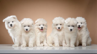 miniature