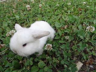 miniature