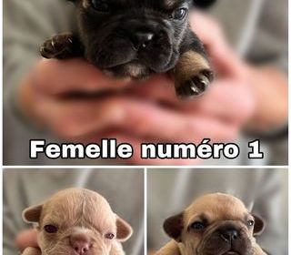 miniature