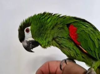 miniature
