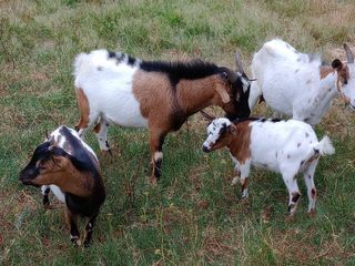 miniature