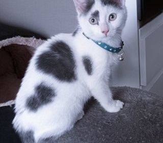 miniature