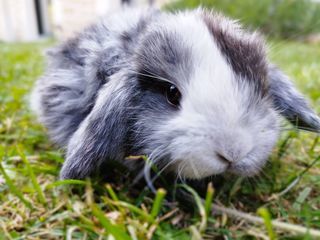 miniature