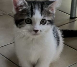 miniature