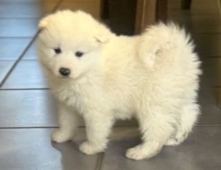 miniature