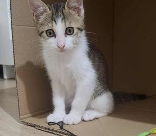 miniature
