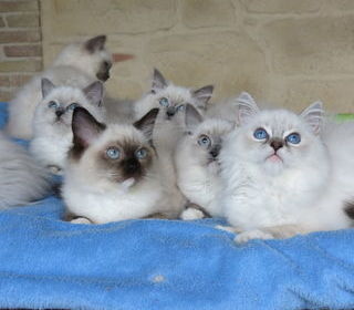 miniature