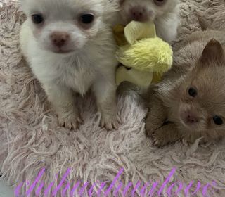 miniature