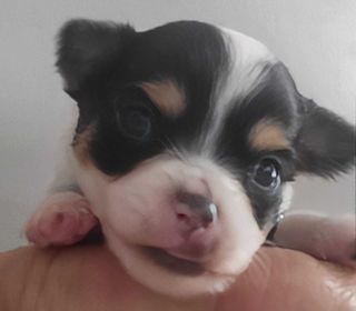 miniature