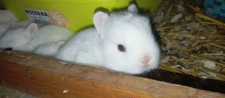 miniature