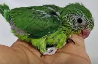 miniature