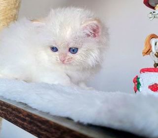 miniature