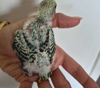 miniature