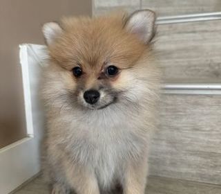 miniature