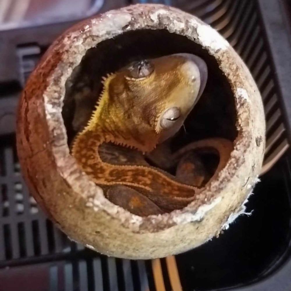 annonce-reptiles-strasbourg-67200-la-r-union-974-wa172441814