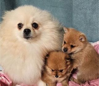 miniature