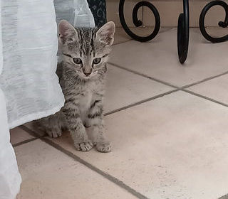 miniature