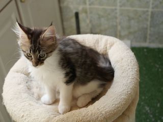 miniature
