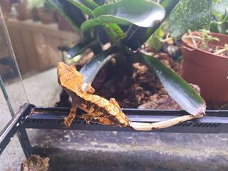 miniature
