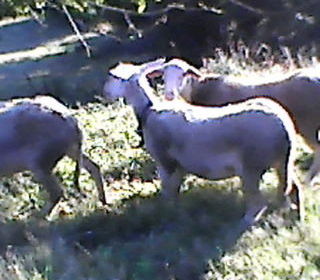 miniature