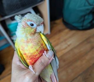 miniature