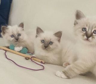 miniature