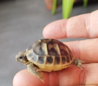 miniature