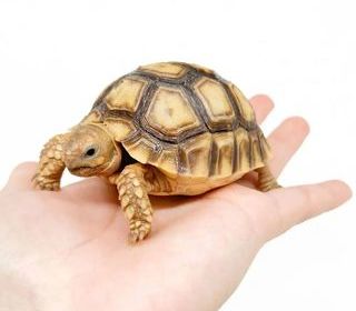 miniature