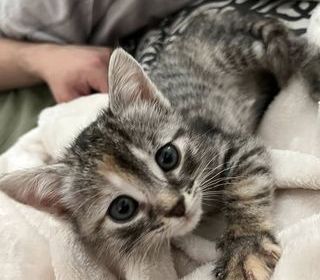 miniature