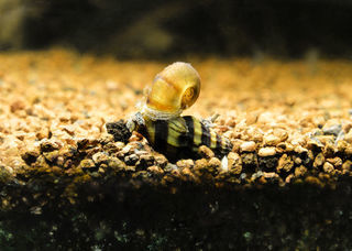 miniature