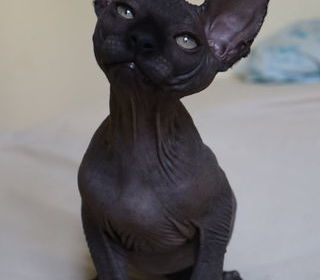 miniature