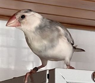 miniature