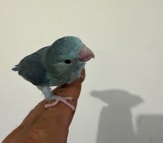 miniature