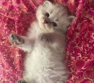 miniature