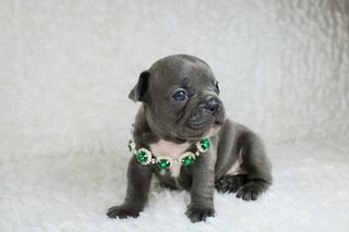 miniature