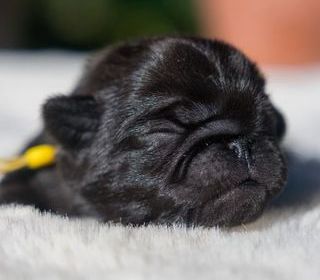 miniature