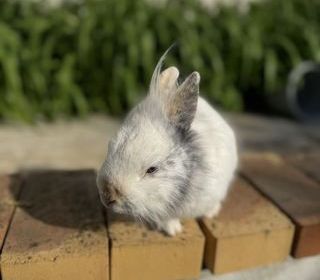 miniature