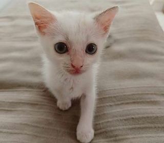 miniature