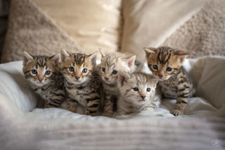miniature