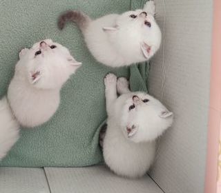 miniature