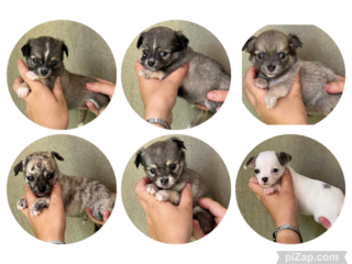miniature