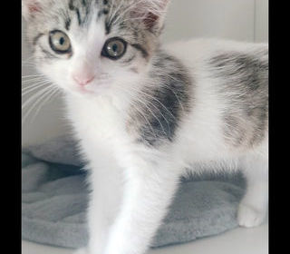 miniature