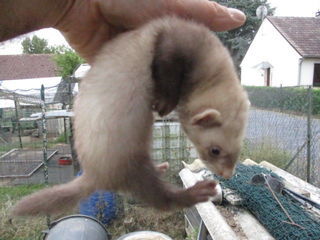 miniature