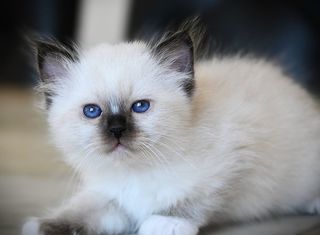 miniature
