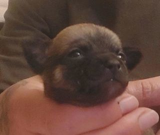 miniature
