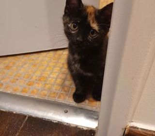 miniature
