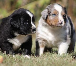 miniature