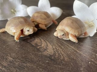 miniature