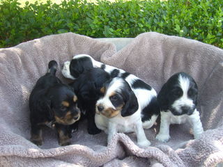 miniature