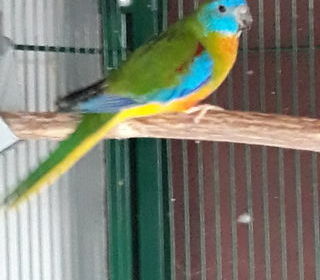 miniature
